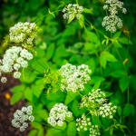 Ground elder, common (Aegopodium podagraria)