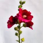 Hollyhocks, Red, (Alcea rosea) 