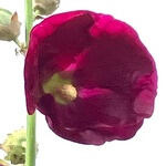 Hollyhock (Alcea rosea) anthotype
