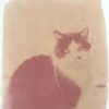 Logwood anthotype by Kateřina Malečová Suková