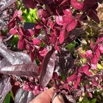 Orache, red (Artiplex hortensis)