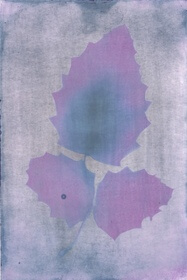Oregon grape (Mahonia aquifolium) anthotype by Bernd Hutschenreuther