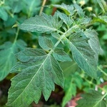 Tomato leaves (Solanum lycopersicum) anthotype