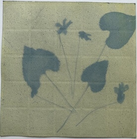 Violet, Wild (Viola sororia) anthotype by Mickey Mariash