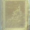 Adam's Needle (Yucca filamentosa) anthotype by David Whitehead