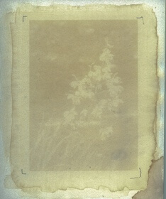 Adam's Needle (Yucca filamentosa) anthotype by David Whitehead
