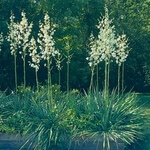 Adam's Needle (Yucca filamentosa) anthotype