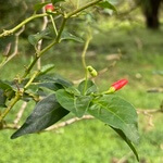 Chilli, Wild bird eye (Capsicumannum L. ) anthotype