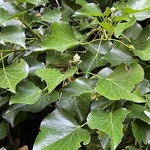 Ivy, common (Hedera helix) anthotype 