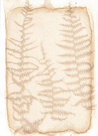 Monkshood (Aconitum napellus) anthotype by Teresa Guxens - SAFETY WARNING: This is a highly toxic plant and not recommended to use