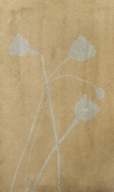 Poppy, breadseed (Papaver somniferum) anthotype by Laurinda Bellew