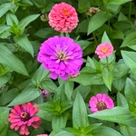 Zinnia (Zinnia elegans) anthotype by Amber J. Anderson