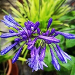 African lily (Agapanthus africanus) anthotype by Tracy Piper-Wright