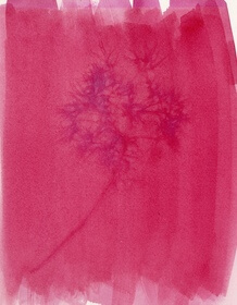 Andean blackberry (Rubus glaucus) anthotype by Paola Macas Betchart