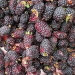 Andean blackberry (Rubus glaucus) anthotype by Paola Macas Betchart 