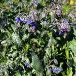Borage (Borago officinalis) anthotype by Thierry Fournier 