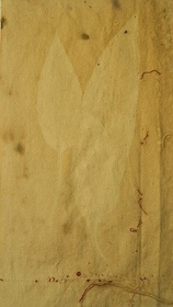 Brant's oak (Quercus brantii) anthotype by Elham Payamani