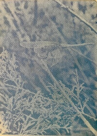 Buckthorn, Mediterranean (Rhamnus alaternus) anthotype by Montserrat Rodríguez aka nyx10110