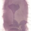 Depladenia (Mandevilla Sanderi) anthotype by Gabriele Coassin