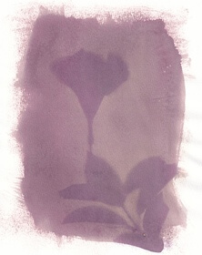 Depladenia (Mandevilla Sanderi) anthotype by Gabriele Coassin