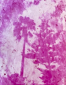 Dragon fruit (Selenicereus costaricensis) anthotype by Sarah Garrod