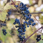 Grape, Riverbank (Vitis riparia) anthotype by Ingrid Forster