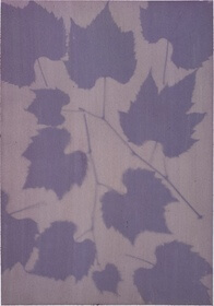 Grape, Riverbank (Vitis riparia) anthotype by Ingrid Forster