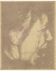 Hollyhock, purple (Alcea rosea) anthotype by Marijke Schutte