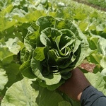 Collard green (Brassica oleracea) anthotype by Sabrina Costa