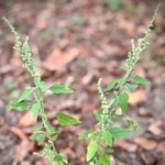 Lambsquarters (Chenopodium album) anthotype Bridget Murphy Milligan