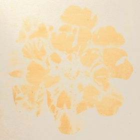Marigold, African (Tagetes erecta) anthotype by Ronald D. Butler