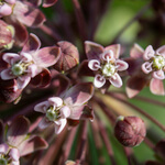Milkweed, common (Asclepias syriaca) anthotype by Kate Heuston 