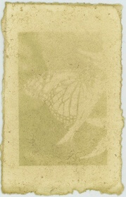 Milkweed, common (Asclepias syriaca) anthotype by Kate Heuston