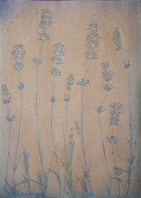 Onion, red (Allium cepa) anthotype by Yulia Kapustynska