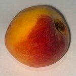Peach (Prunus persica) anthotype by Izabella Paiva 