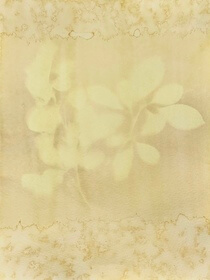 Purple aster (Symphyotrichum patens) anthotype by Noah Plumbley