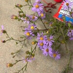 Purple aster (Symphyotrichum patens) anthotype by Noah Plumbley 