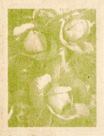 Rengarenga (Arthropodium cirratum) anthotype by Rosemary Horn