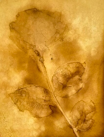 Rose, cabbage (Rosa centifolia) anthotype by Kris Curtis Morse