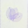 Roselle (Hibiscus sabdariffa) anthotype by Jessica Dufour