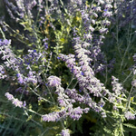 Sage, Russian (Salvia yangii) anthotype by Jessie Sauerwein