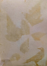 Salmonberry (Rubus spectabilis) anthotype Ellen J. Craft