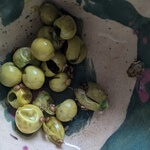 Silverleaf nightshade (Solanum elaeagnifolium) anthotype by Nan Wollman - Poisonous, avoid!