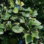 Sloe berry (Prunus spinosa) anthotype by Ania Krypska 
