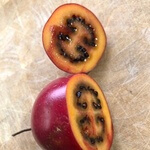 Tamarillo (Solanum betaceum) anthotype by Clive Pigott
