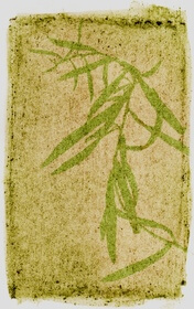Tarragon, French (Artemisia Dracunculus var. Sativa) anthotype by Ralph Rinke