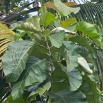 Teak (Tectona grandis) anthotype by Rajeev Peethambaran 