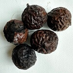 Walnut (Juglans nigra) anthotype by Arindam Majumdar 