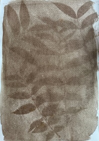 Walnut, black (Juglans nigra) by Cheryl Hoffmann