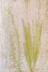 Watercress (Nasturtium officinale) anthotype by Romolo Mazzoccante